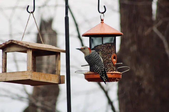 Improving Consistency With Backyard Birdwatching