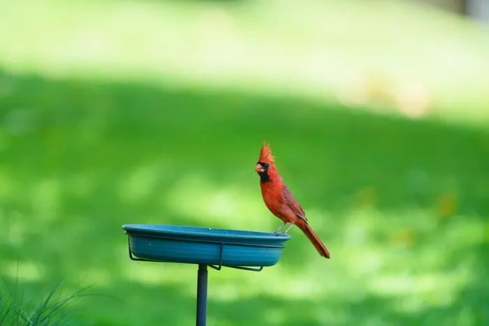 Keeping Notes About Your Backyard Birdwatching Progress